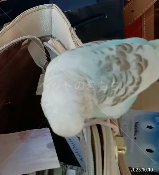 迷子ペットの画像