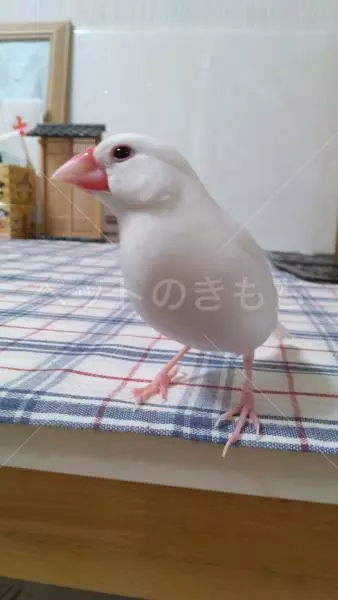 迷子鳥の画像
