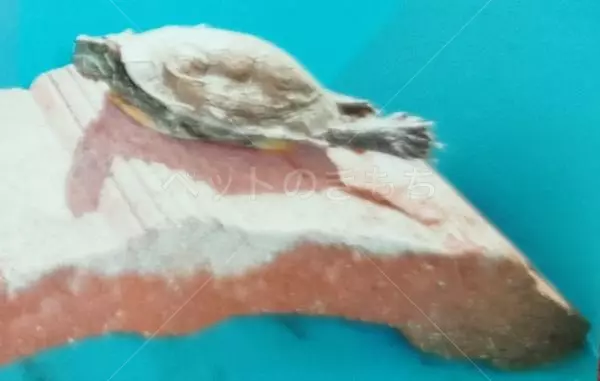 迷子ペットの画像