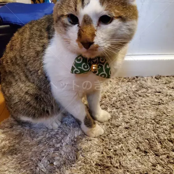 コメントの画像