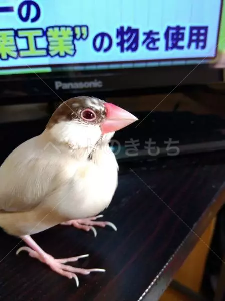 迷子鳥の画像