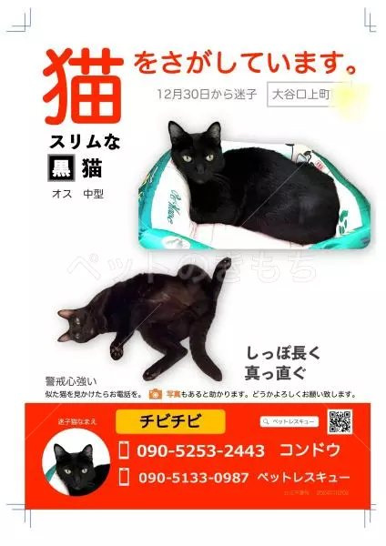 迷子猫の画像