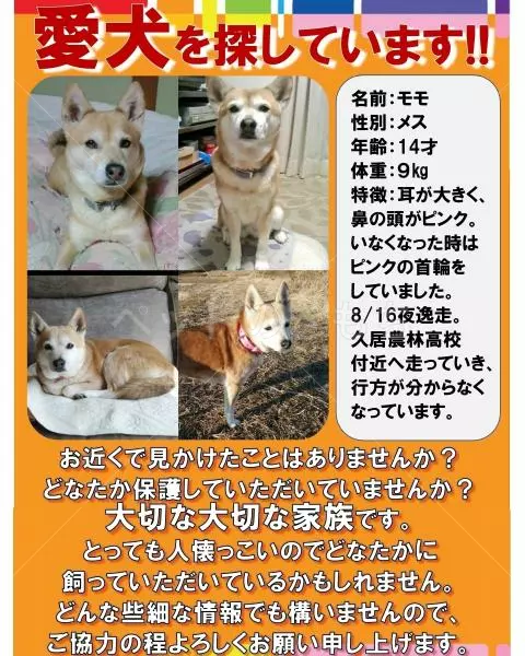 迷子犬の画像