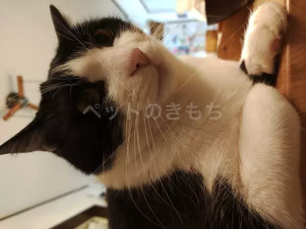 迷子猫の画像