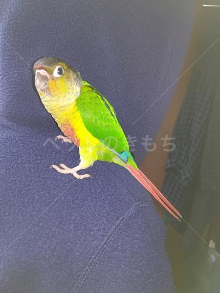 熊本県熊本市でワキコガネウロコインコが迷子になりました。迷子鳥 No