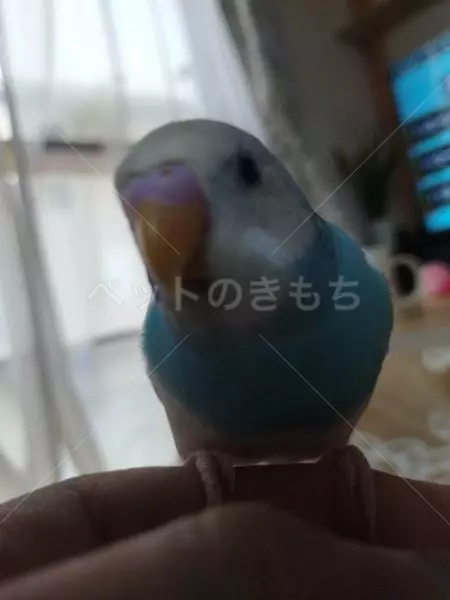 迷子鳥の画像