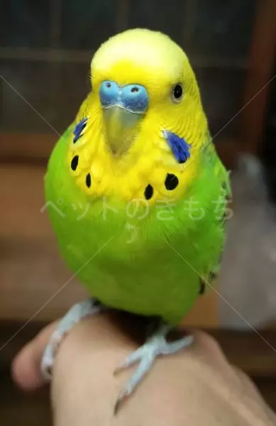 迷子鳥の画像