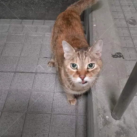 迷子猫の画像
