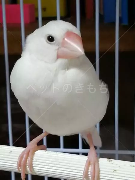 迷子鳥の画像