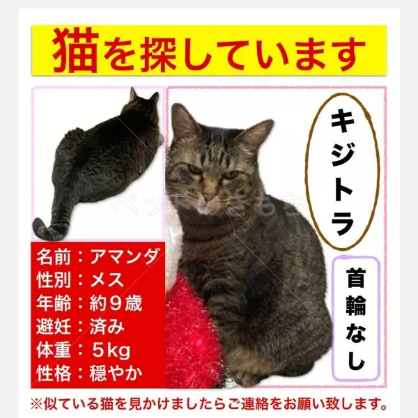 迷子猫の画像