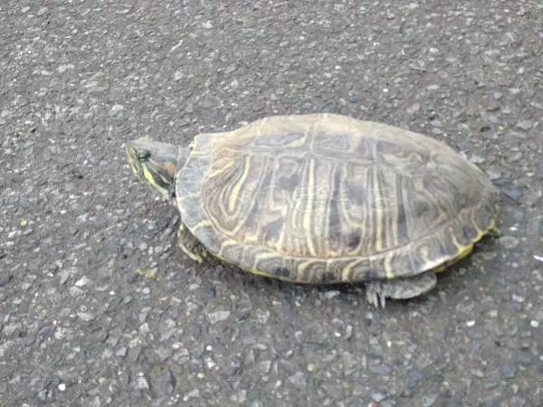 保護ペットの画像