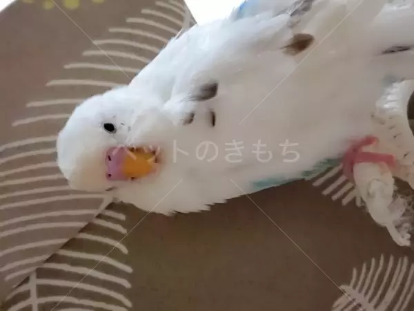 迷子鳥の画像