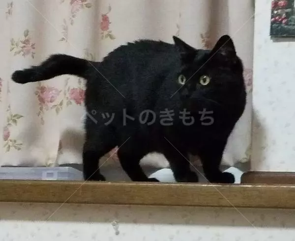 迷子猫の画像