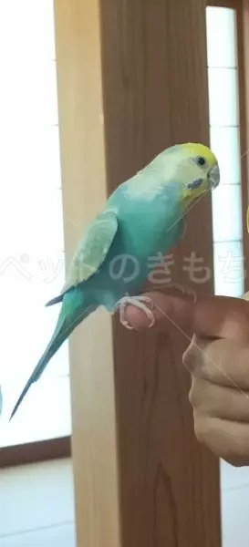 迷子鳥の画像