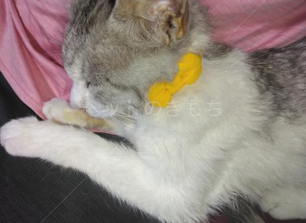 迷子猫の画像