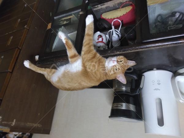 迷子猫の画像