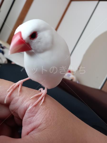 迷子鳥の画像