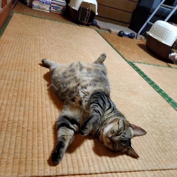 迷子猫の画像