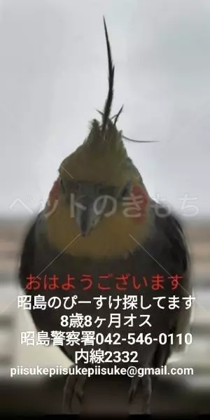 迷子鳥の画像