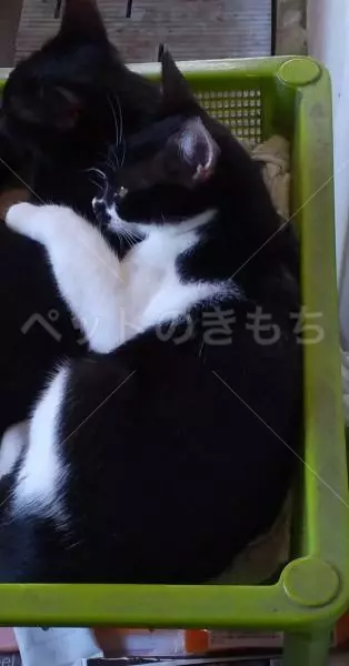 迷子猫の画像
