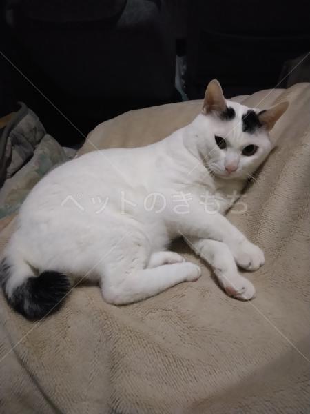 迷子猫の画像
