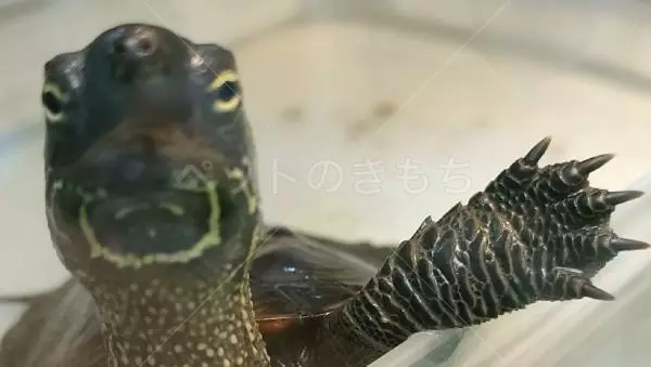 迷子ペットの画像