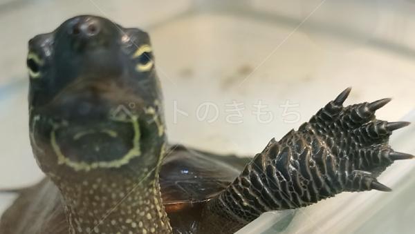 迷子ペットの画像