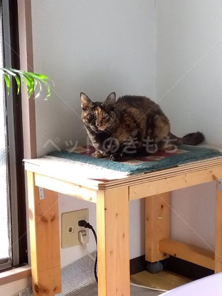 迷子猫の画像