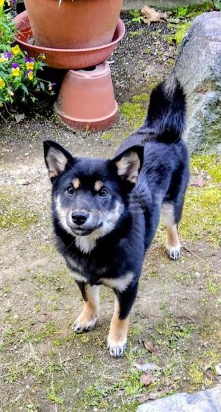 迷子犬の画像