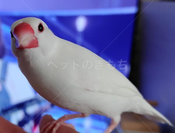 迷子鳥の画像