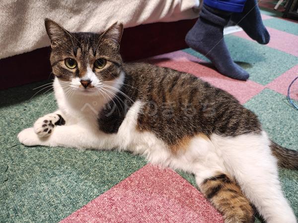 迷子猫の画像