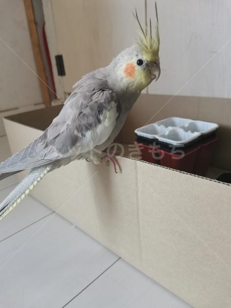 迷子鳥の画像
