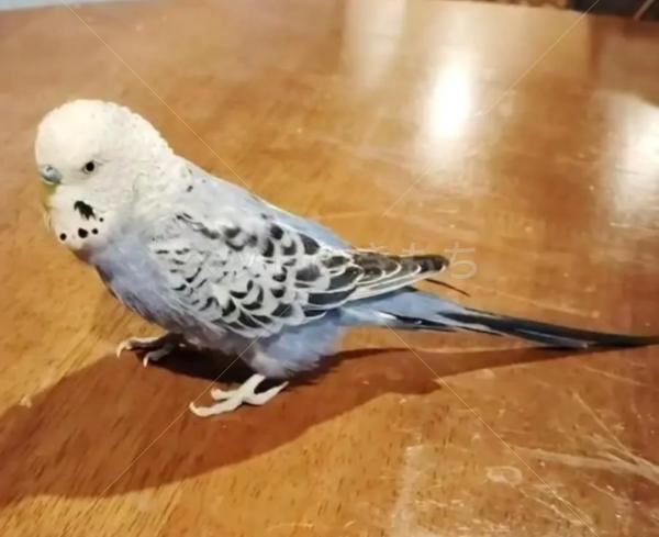 迷子鳥の画像