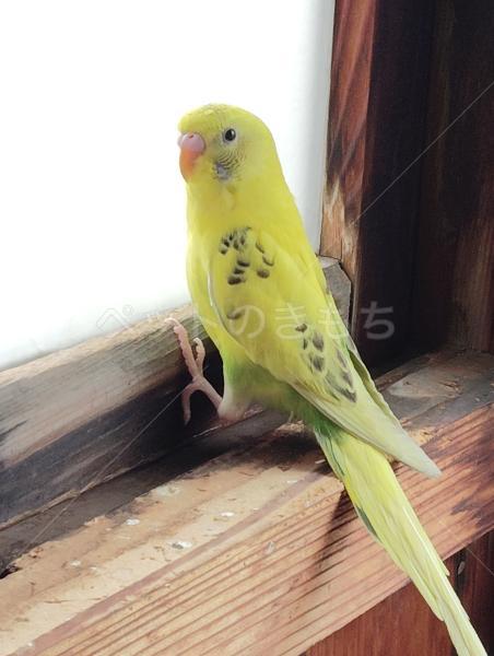 迷子鳥の画像