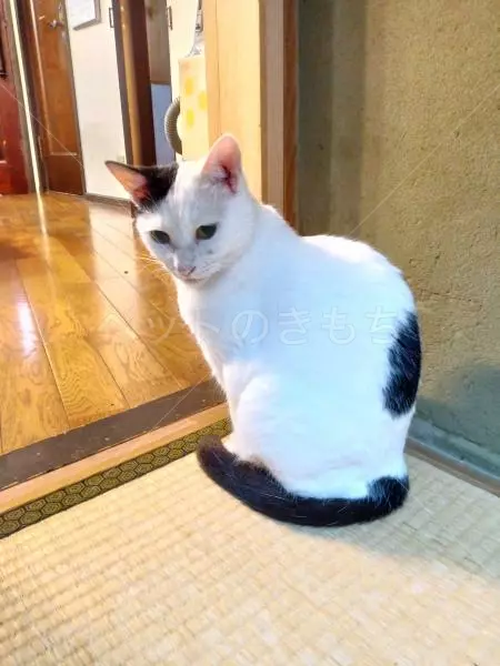 迷子猫の画像