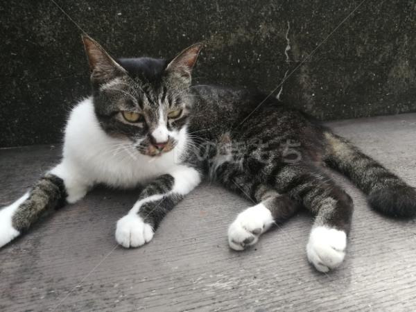 保護猫の画像