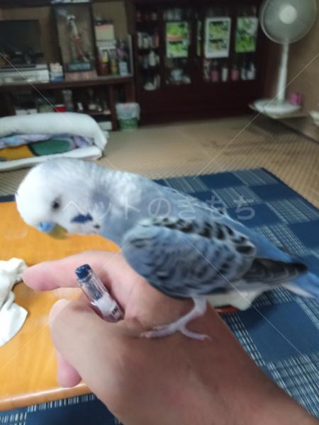 迷子鳥の画像