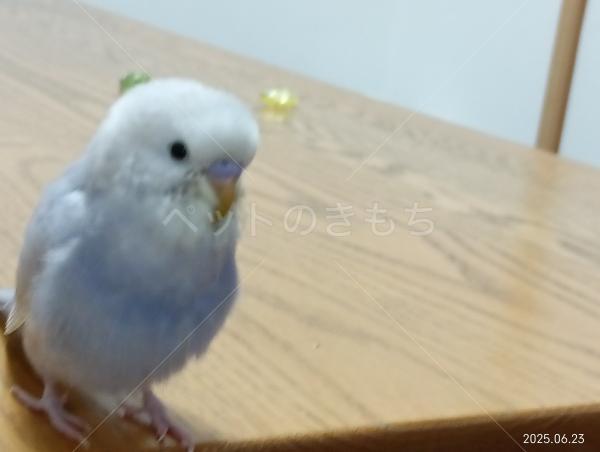 迷子鳥の画像