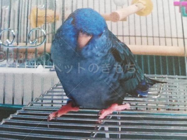 迷子鳥の画像