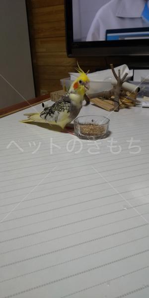 迷子鳥の画像