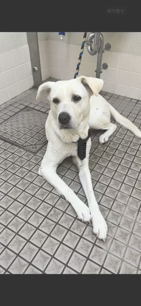 迷子犬の画像