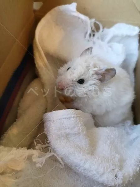 保護ペットの画像