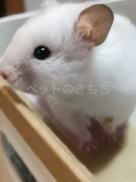 コメントの画像