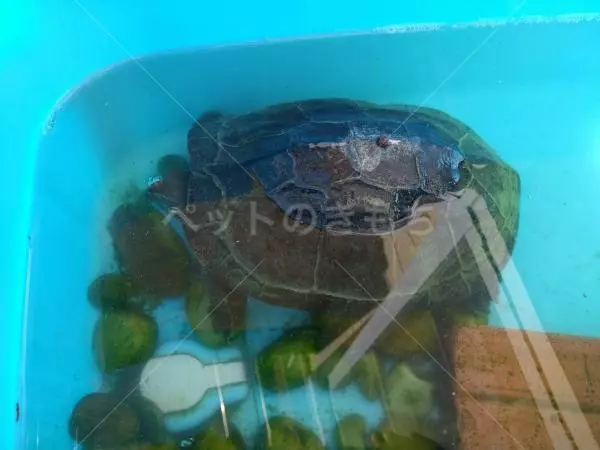 迷子ペットの画像