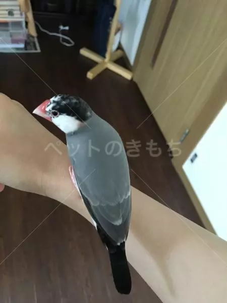 迷子鳥の画像