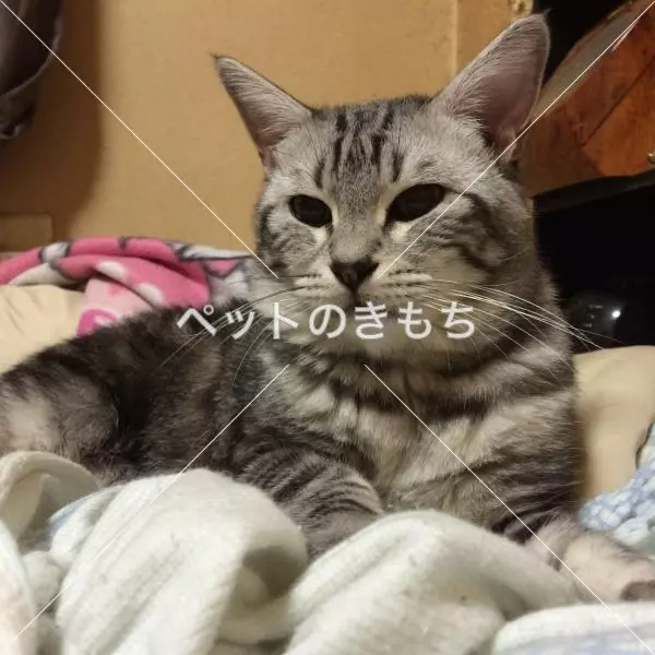 迷子猫の画像