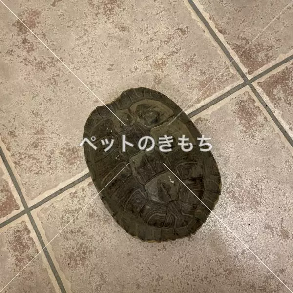 保護ペットの画像