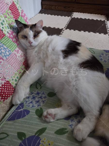 迷子猫の画像