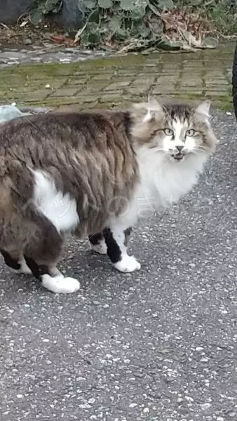 迷子猫の画像