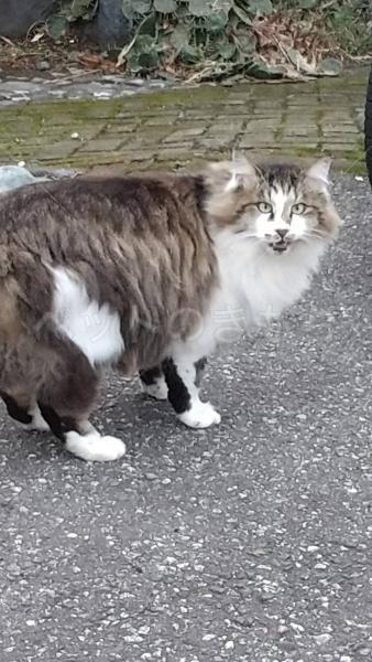 迷子猫の画像